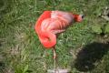 IMG_8666 flamingo